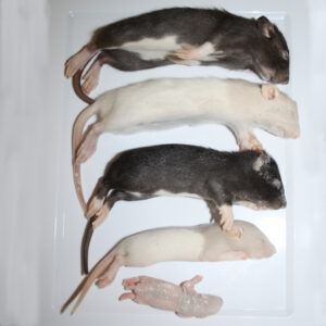 Ratten, tiefgefroren